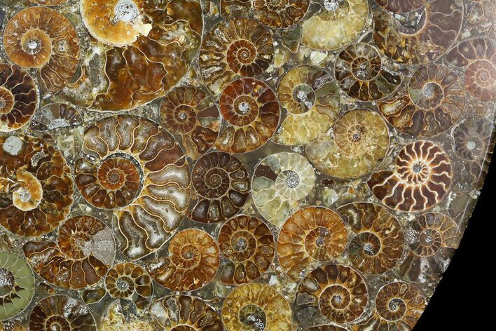 Plate Made Of Agatized Ammonite Fossils #51052